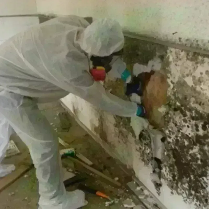 Mold Remediation and Removal in Garnett, KS